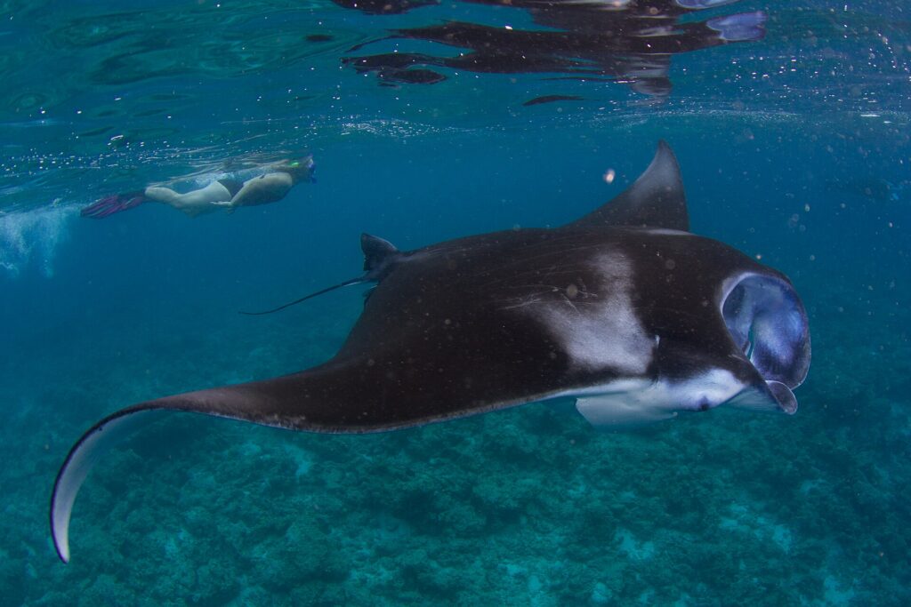 Una manta di barriera che scivola sul fondale delle Maldive