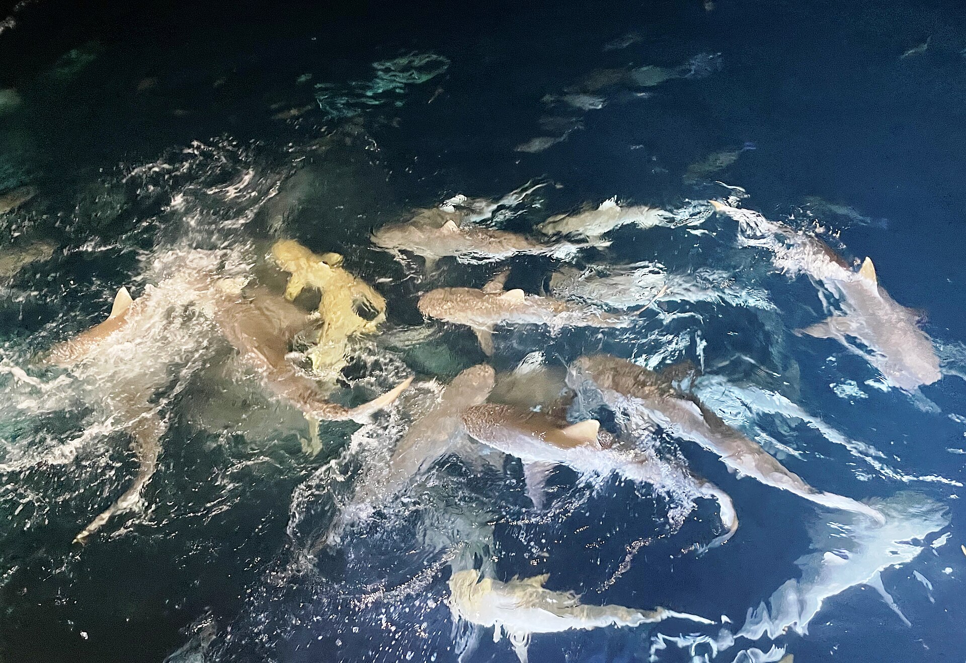 Squali di barriera in acque basse a Huvahendhoo, atollo di Ari