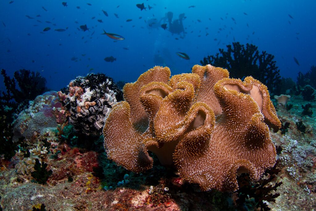 Soft coral on a reef in the Maldives