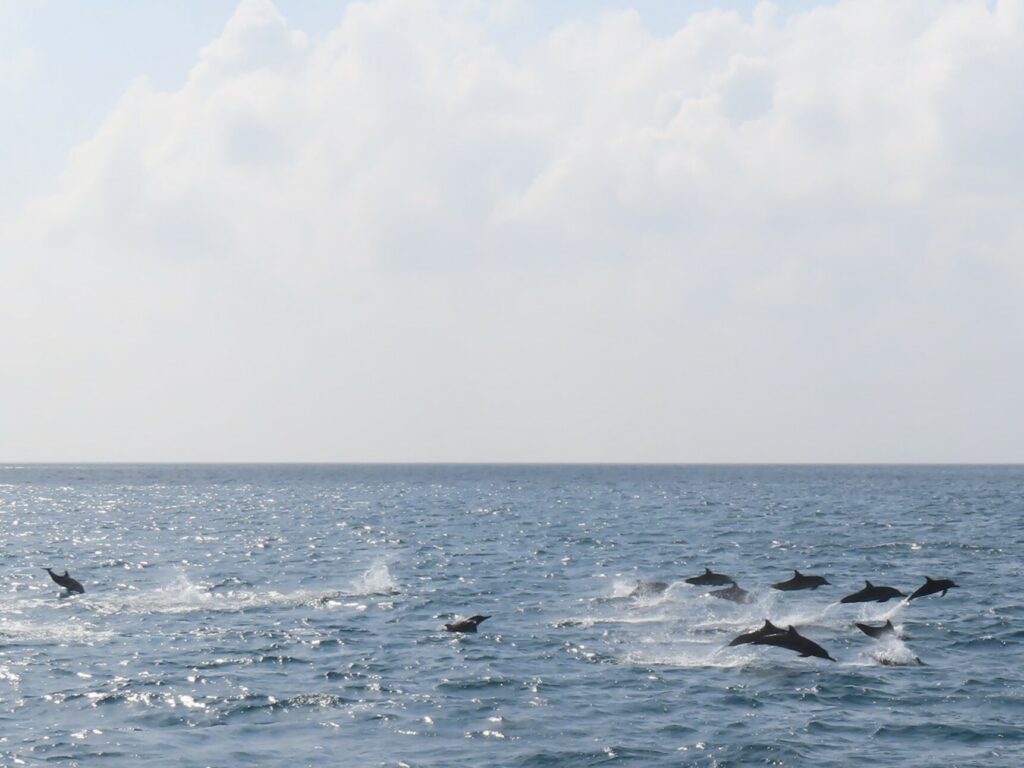A spinner dolphin at the surface off Maamigili, South Ari Atoll