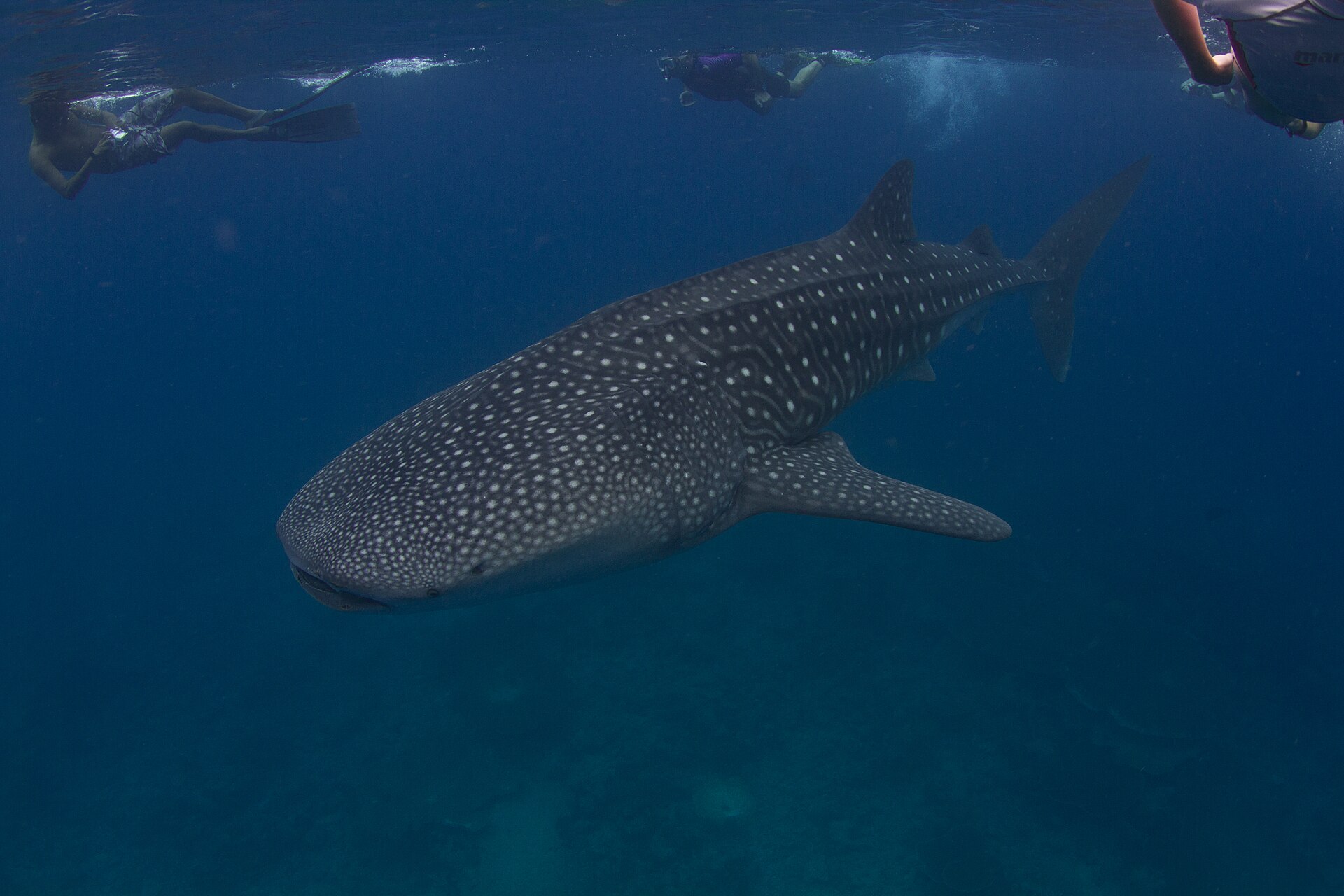 Un tiburón ballena nadando en mar abierto en Maldivas